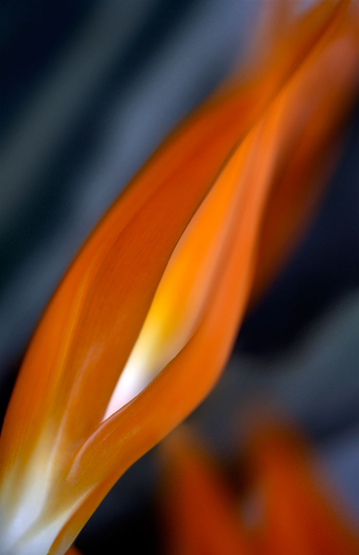 PB-Flora-060.jpg