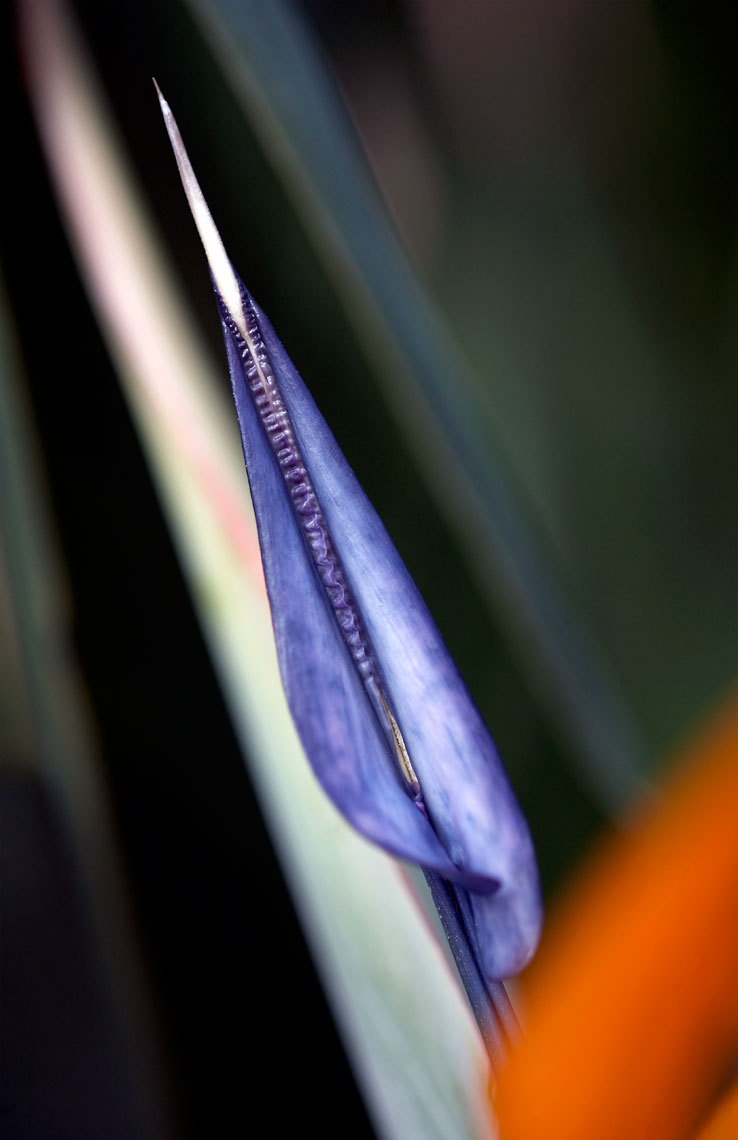 PB-Flora-136.jpg